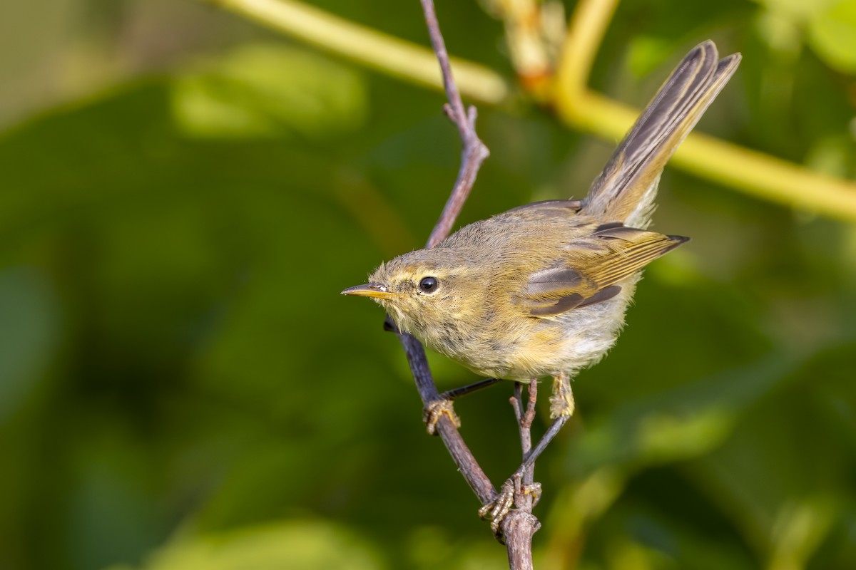 Common Chiffchaff - ML639720024