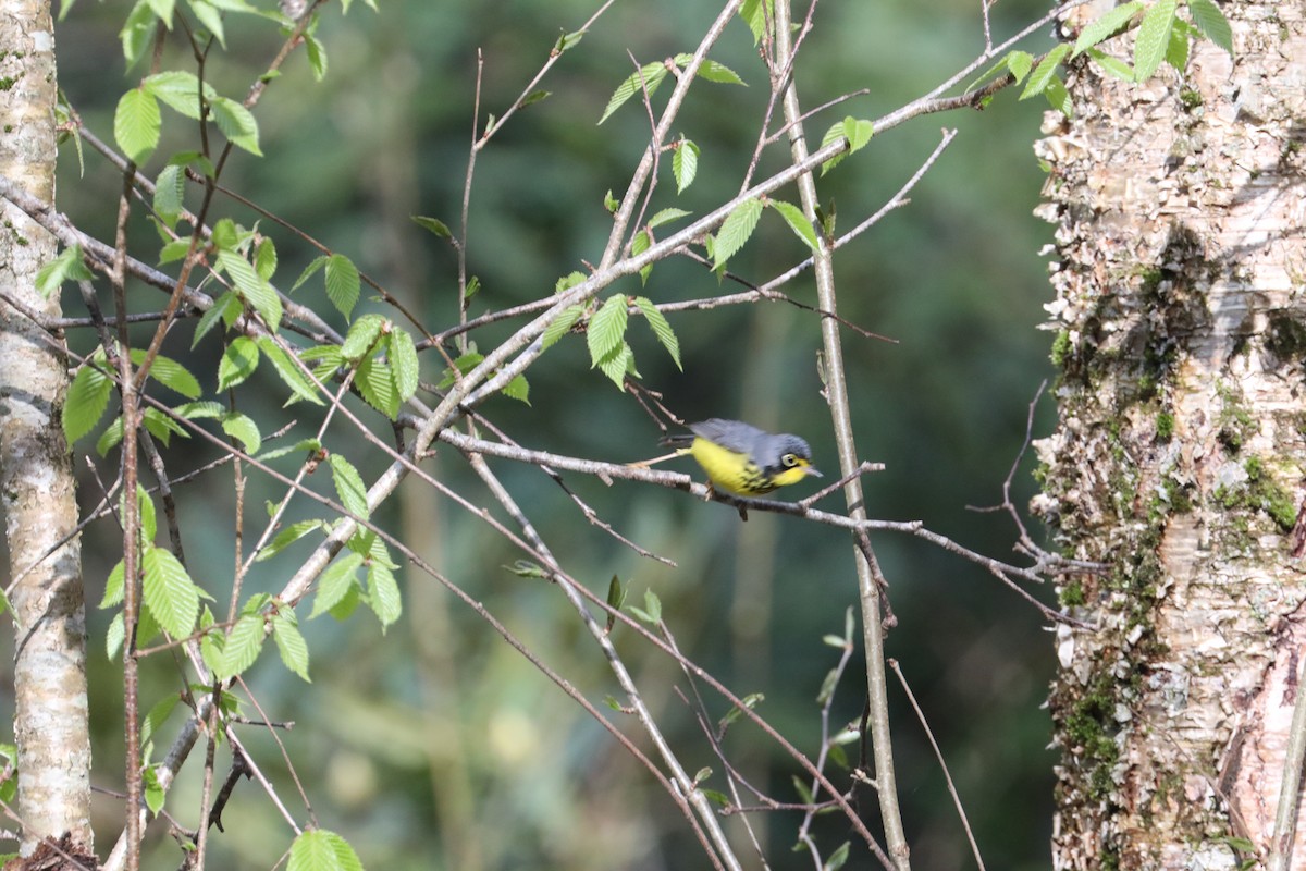 Canada Warbler - ML639720028