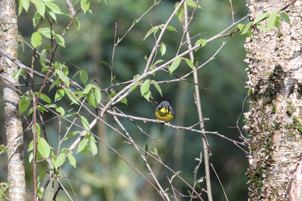 Canada Warbler - ML639720029