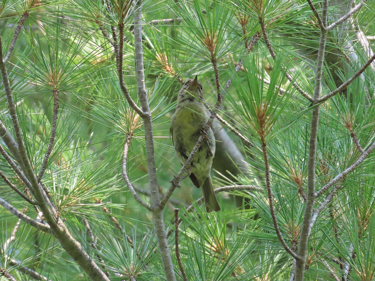 Paruline des pins - ML639720042
