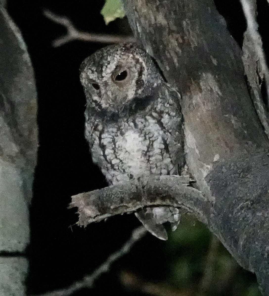 Flammulated Owl - ML639720057