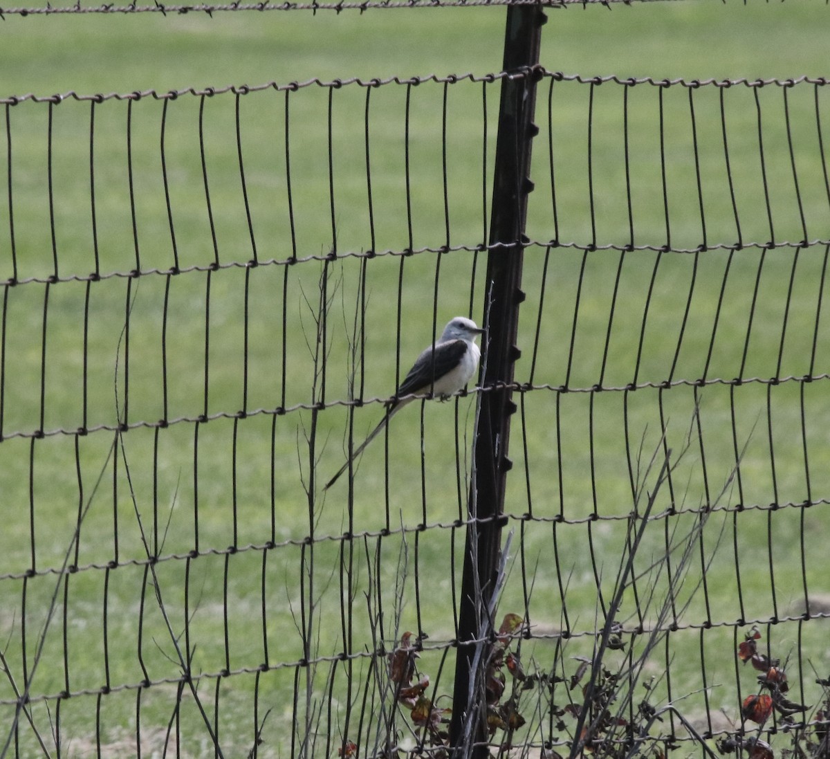 Scissor-tailed Flycatcher - ML639720060