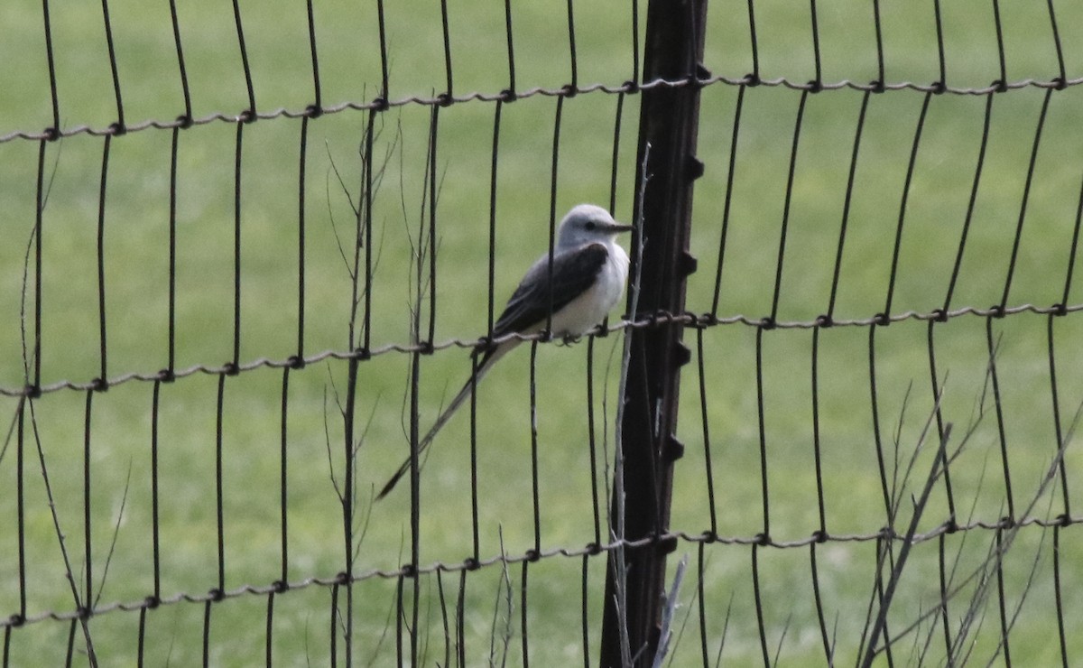 Scissor-tailed Flycatcher - ML639720064