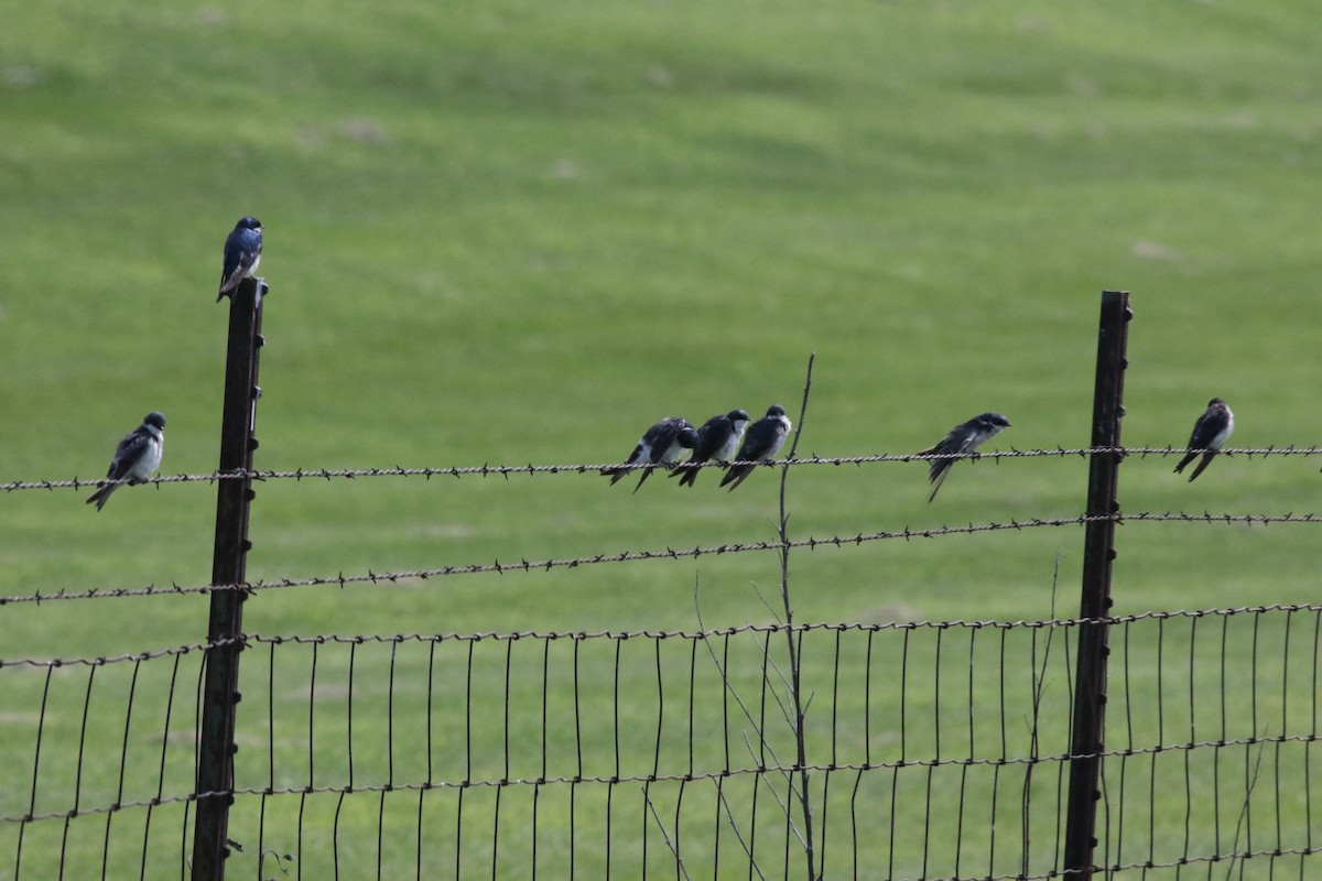 Tree Swallow - ML639720067