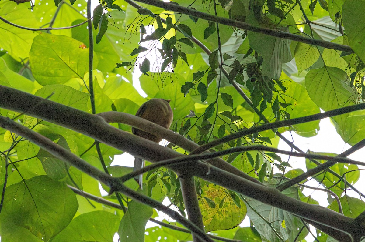 Philippine Trogon - ML639720081