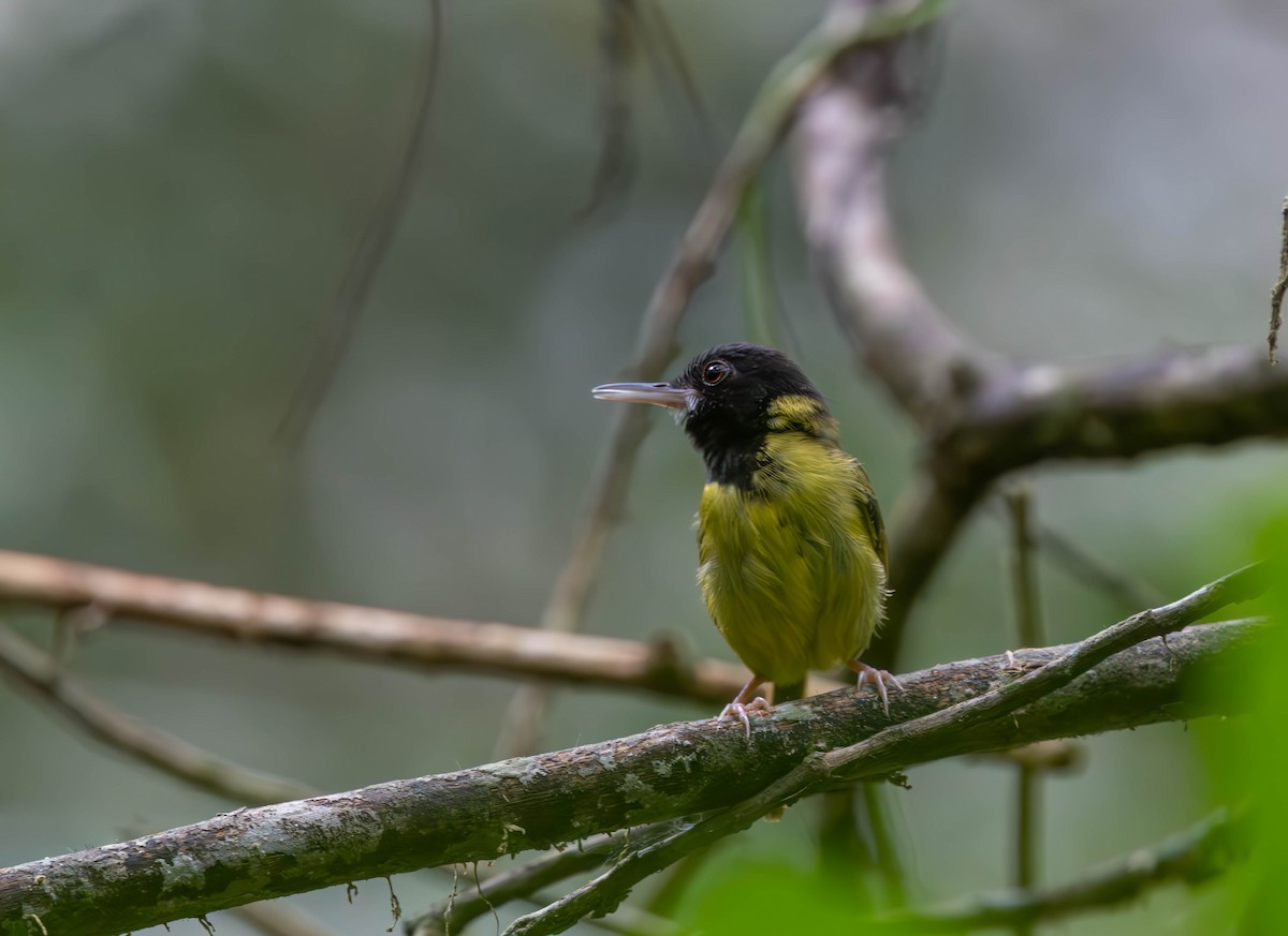 Yellow-breasted Tailorbird - ML639720099