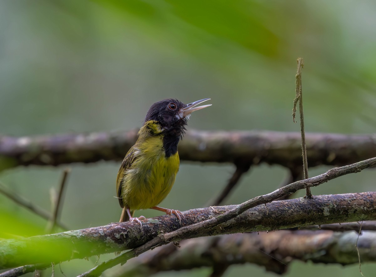 Yellow-breasted Tailorbird - ML639720100