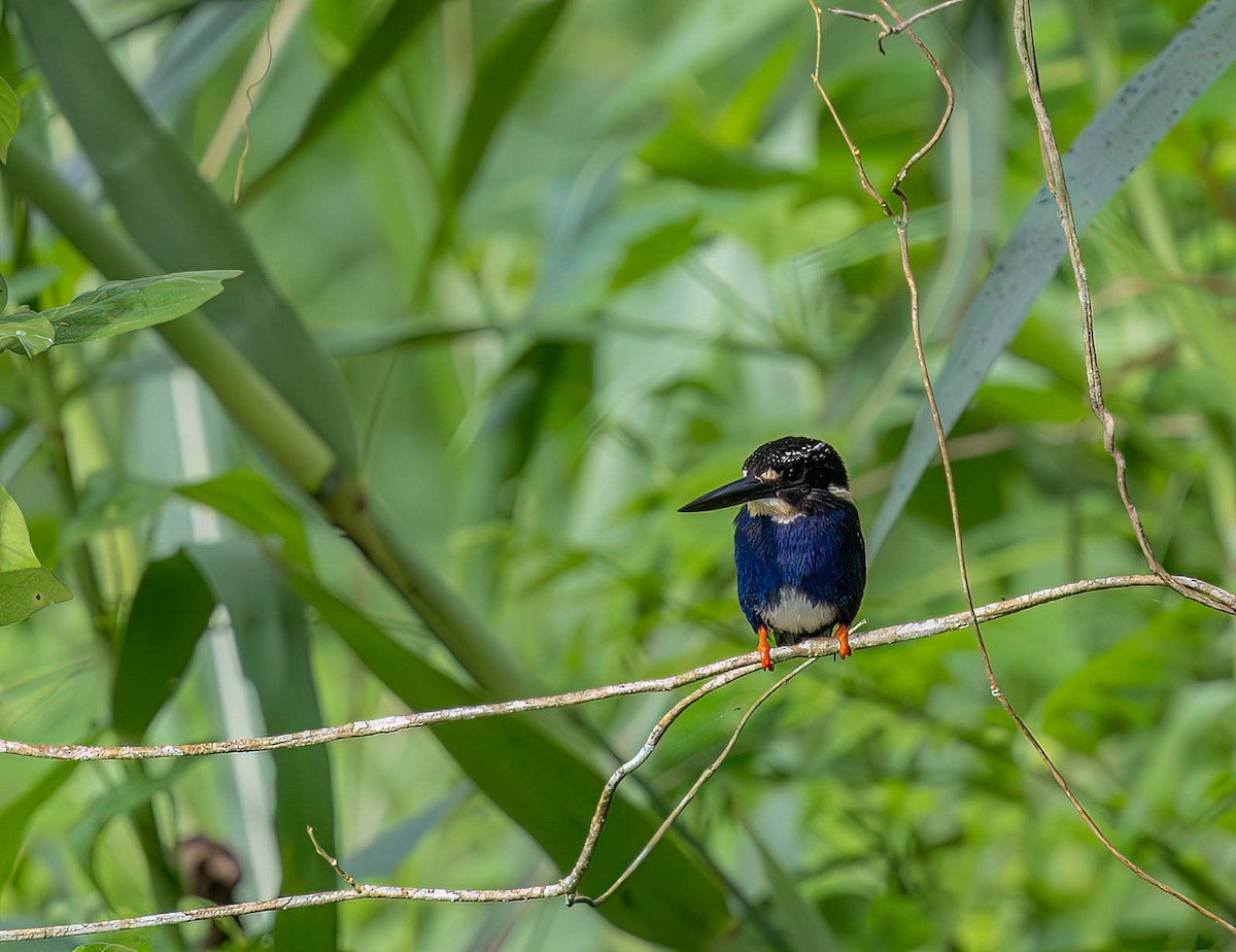Northern Silvery-Kingfisher - ML639720136