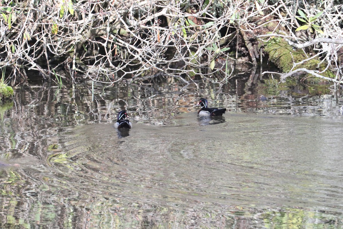 Wood Duck - ML639720153