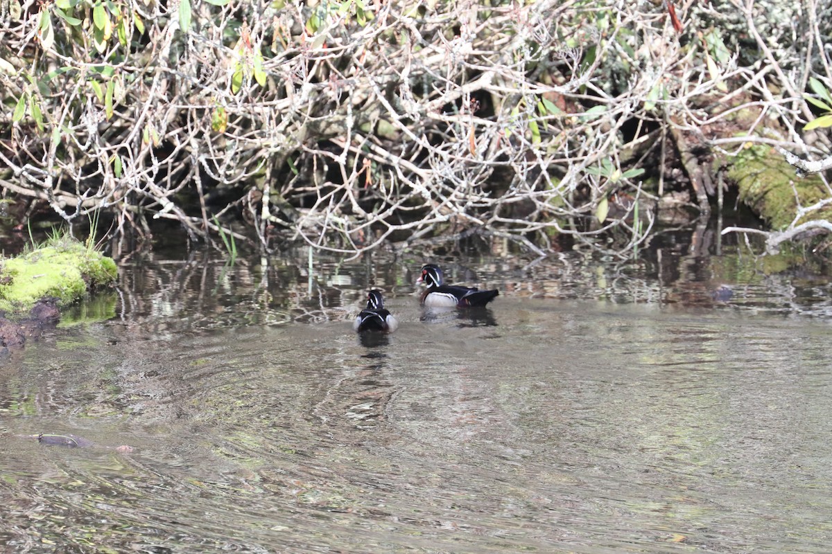 Wood Duck - ML639720154