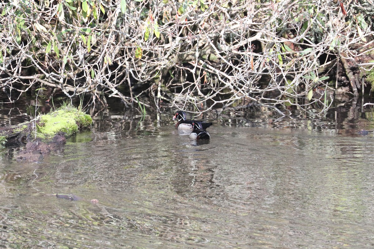 Wood Duck - ML639720155