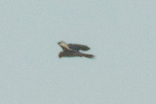 Eurasian Kestrel - ML639720162