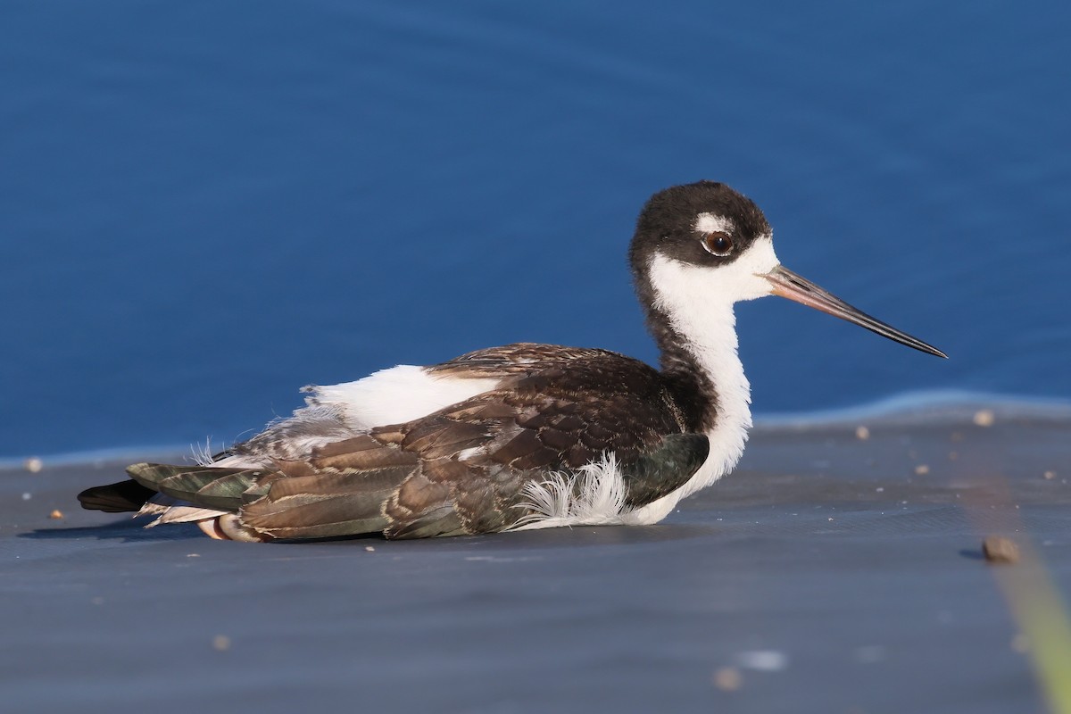 Black-necked Stilt (Hawaiian) - ML639720205