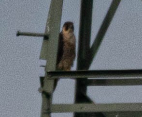 Faucon pèlerin - ML639720213