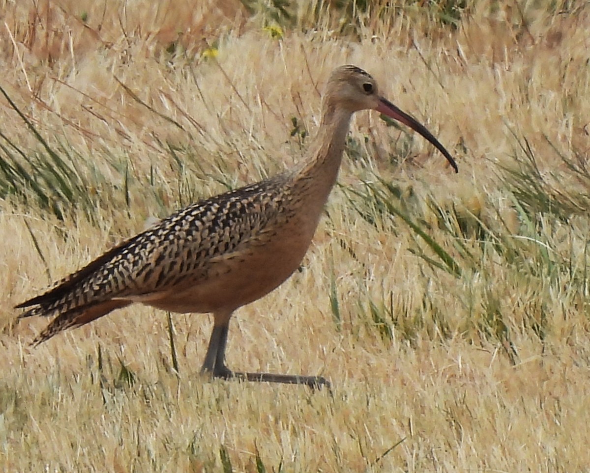 Long-billed Curlew - ML639720293