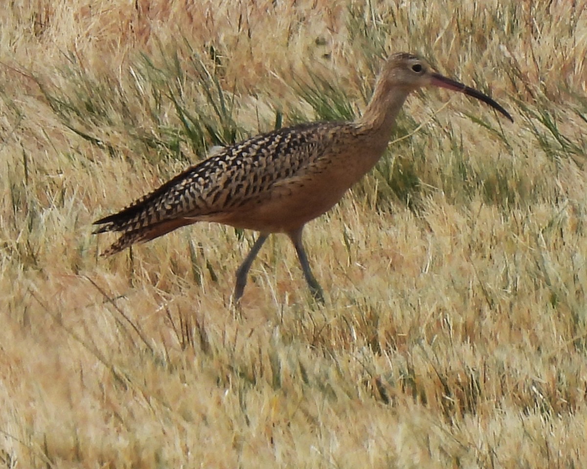 Long-billed Curlew - ML639720294