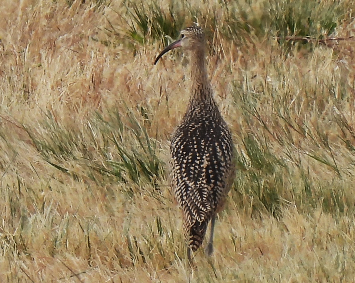Long-billed Curlew - ML639720295