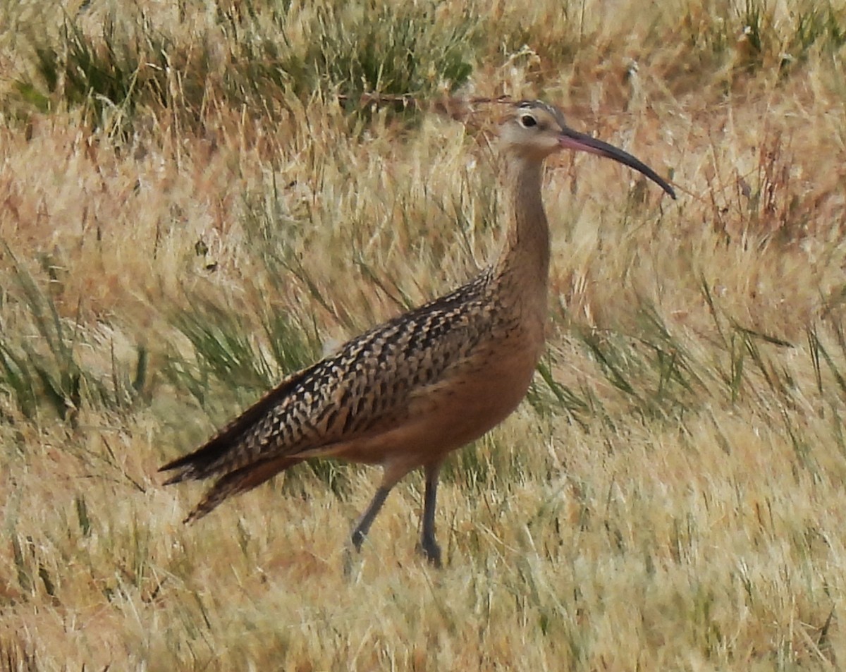 Long-billed Curlew - ML639720296