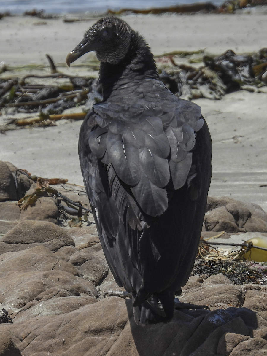 Black Vulture - ML639720360
