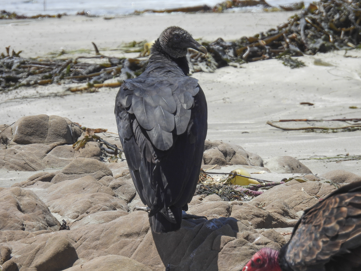 Black Vulture - ML639720369
