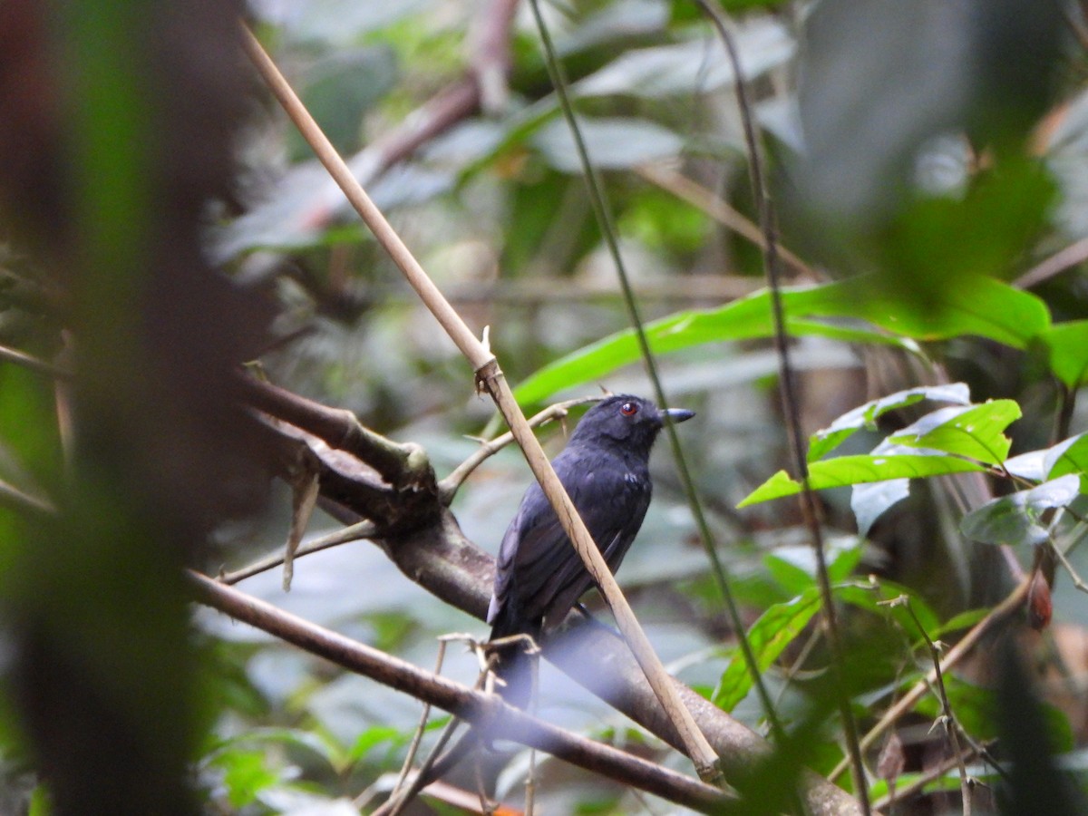 White-shouldered Antshrike - ML639720372