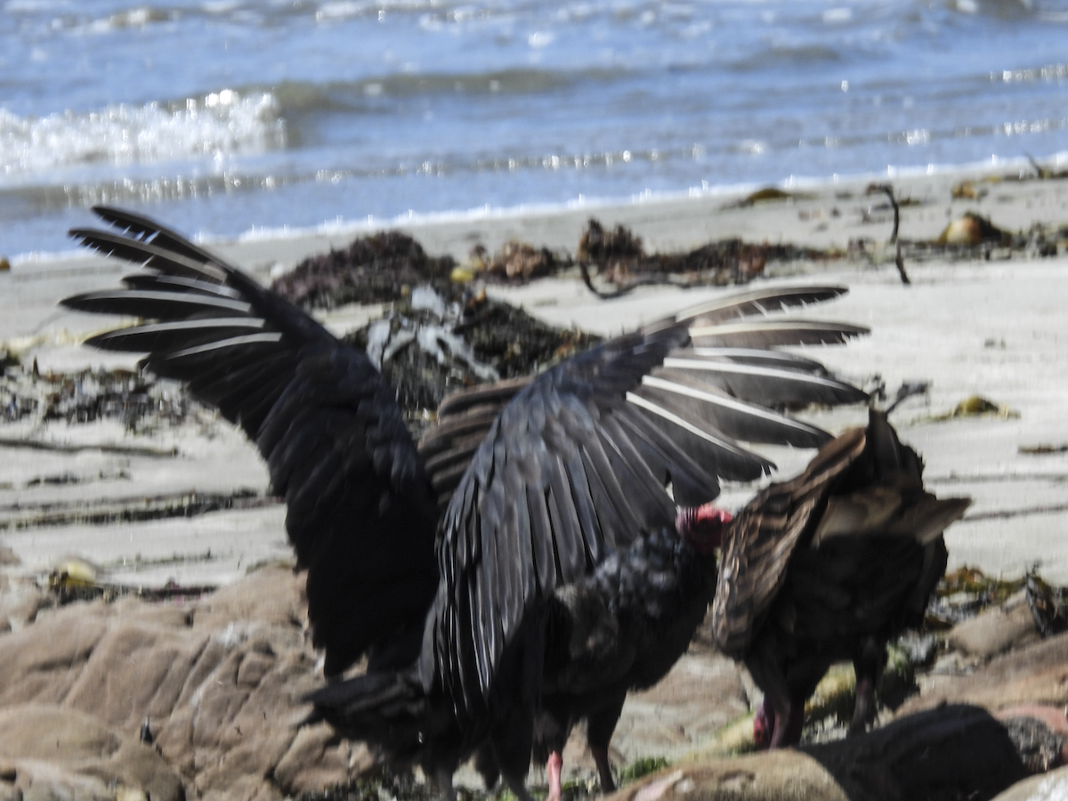 Black Vulture - ML639720375