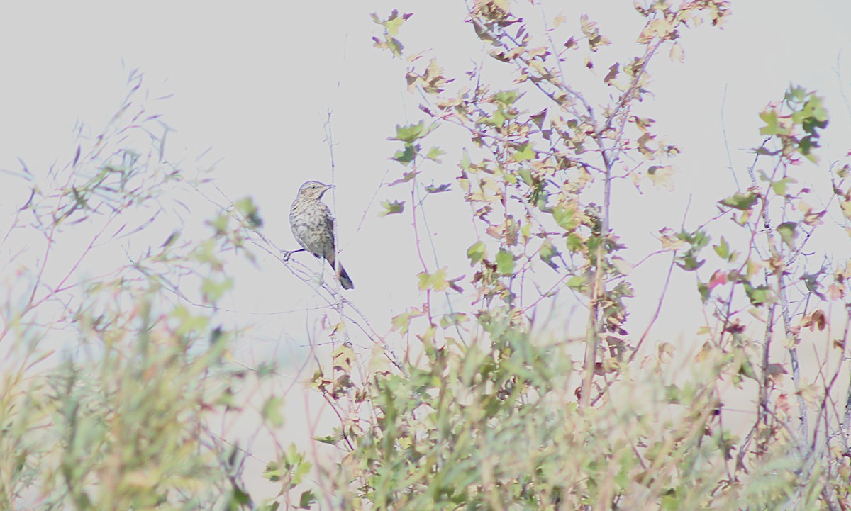 Sage Thrasher - ML639720386