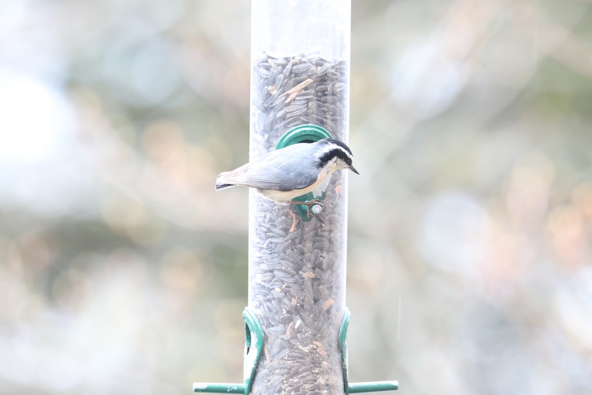 Red-breasted Nuthatch - ML639720459