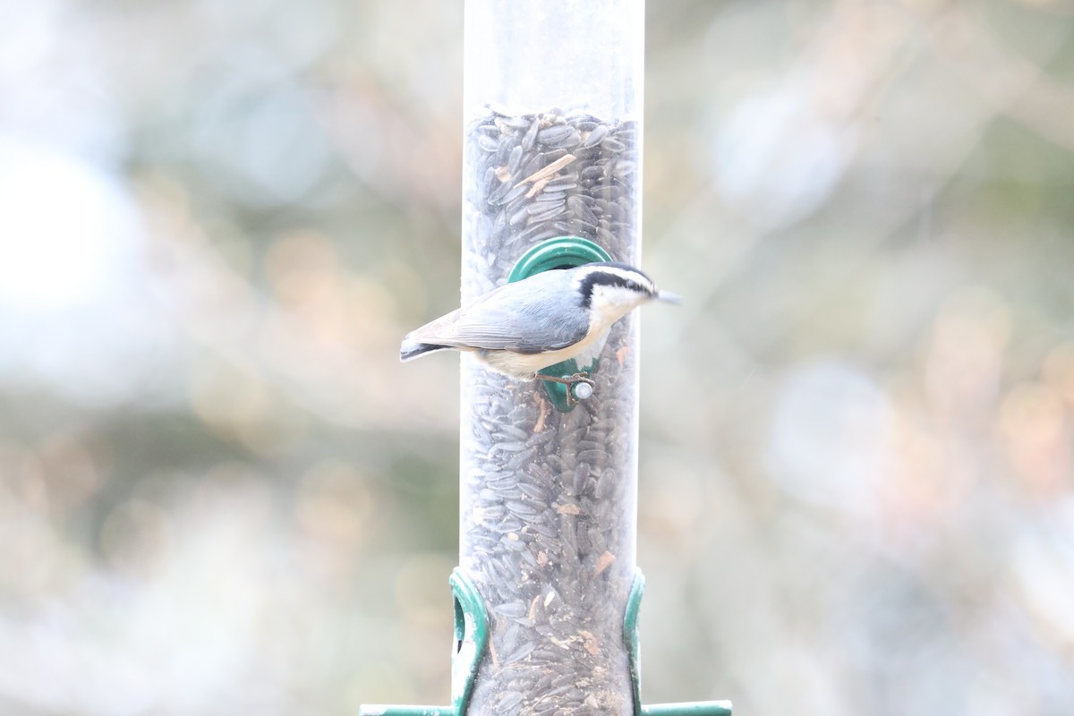 Red-breasted Nuthatch - ML639720460