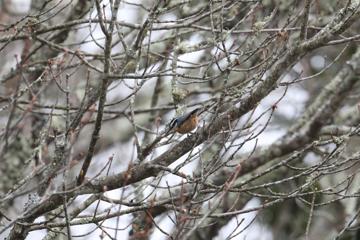 Red-breasted Nuthatch - ML639720461