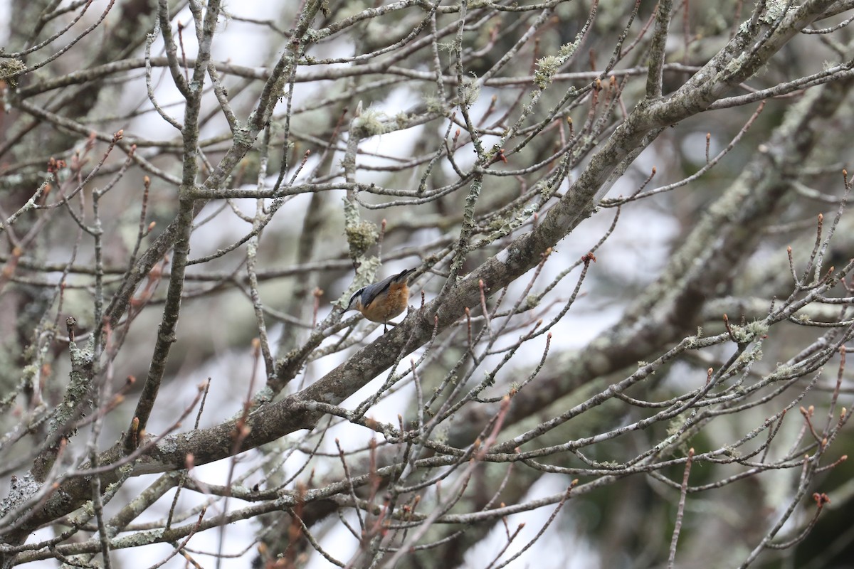 Red-breasted Nuthatch - ML639720462