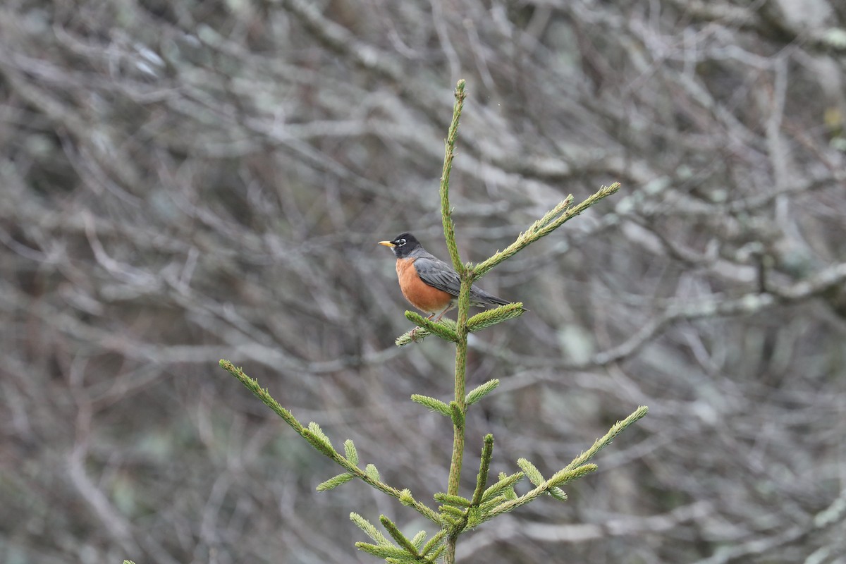 American Robin - ML639720487