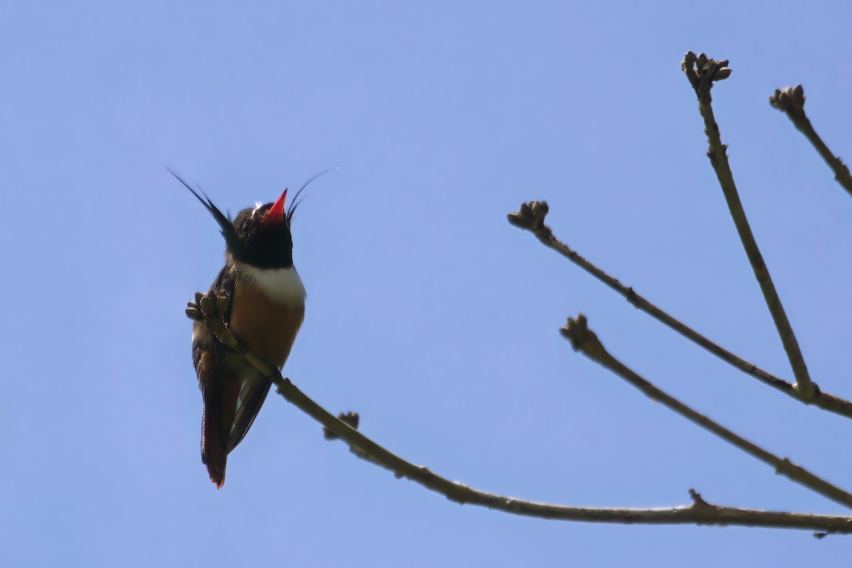 White-crested Coquette - ML639720499