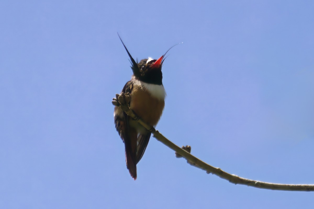 White-crested Coquette - ML639720500