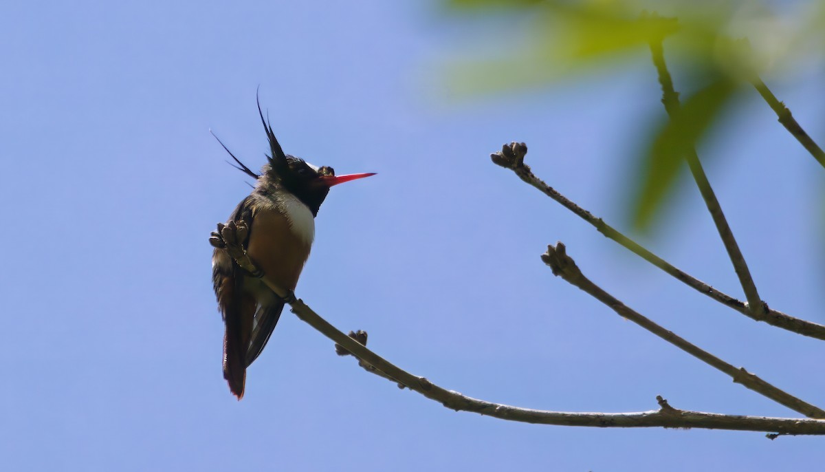 White-crested Coquette - ML639720501