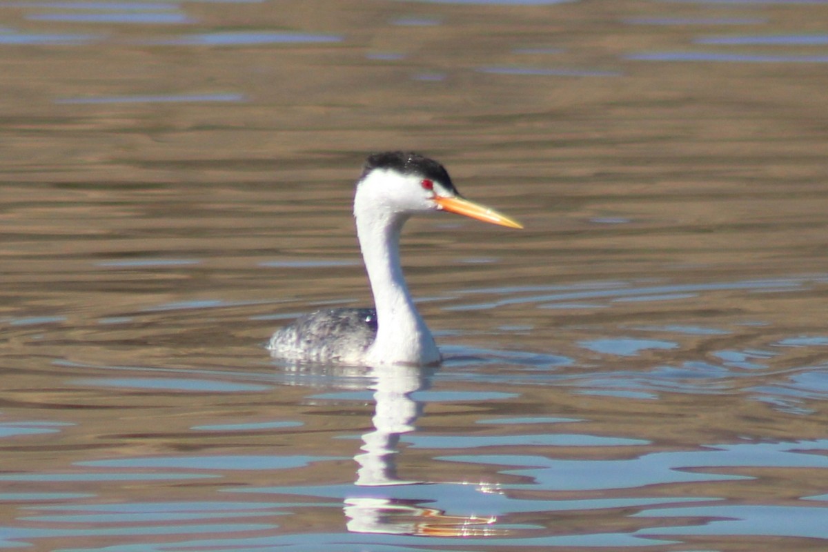 Clark's Grebe - ML639720544