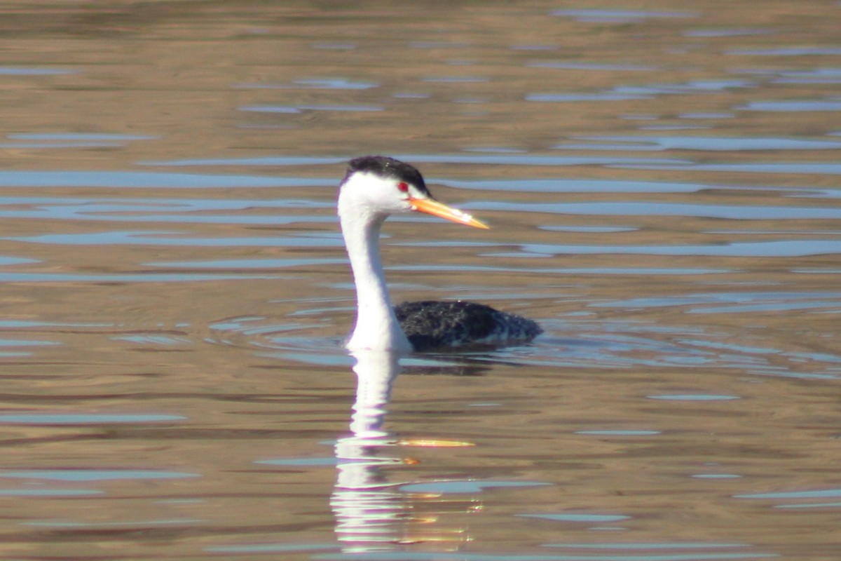 Clark's Grebe - ML639720545