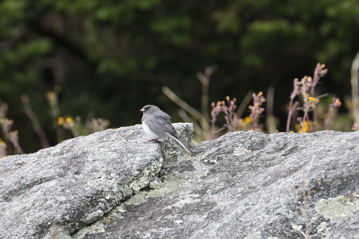 Dark-eyed Junco - ML639720581