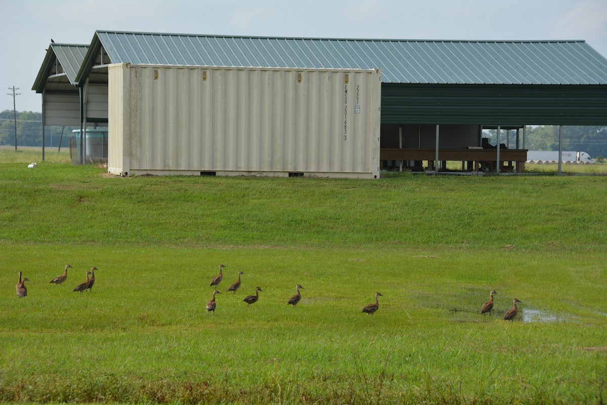 Black-bellied Whistling-Duck - ML639720672