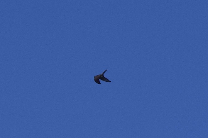 Eurasian Kestrel - ML639720674