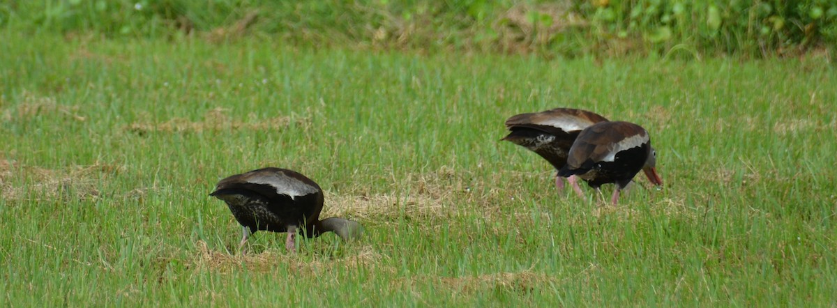 Black-bellied Whistling-Duck - ML639720679