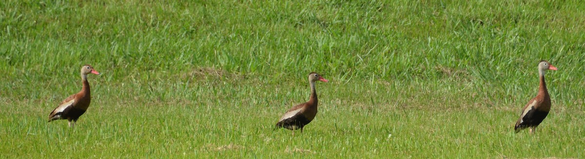 Black-bellied Whistling-Duck - ML639720685