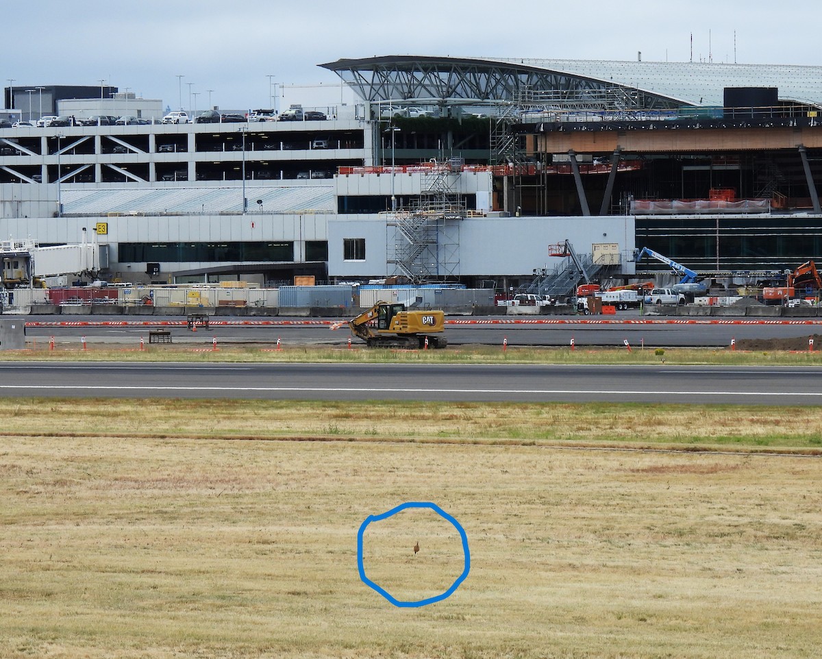 Long-billed Curlew - ML639720686