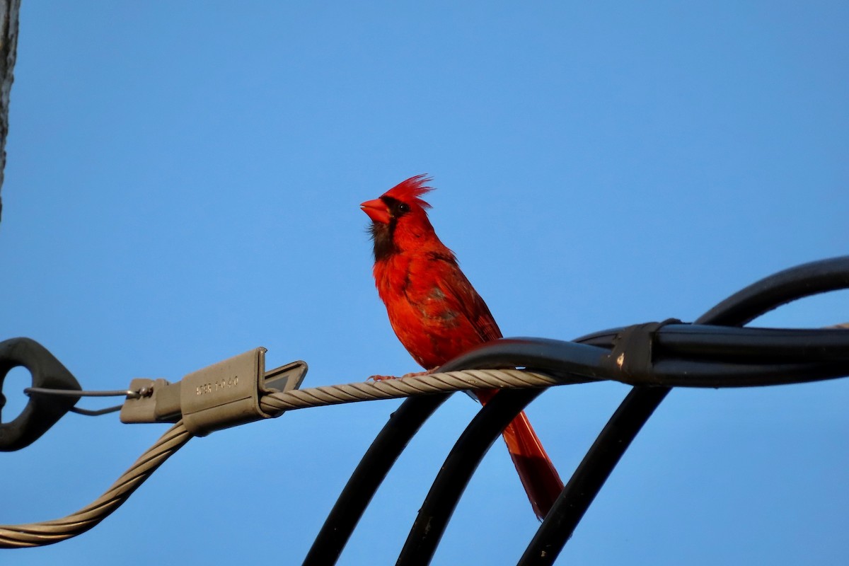 Northern Cardinal - ML639720769