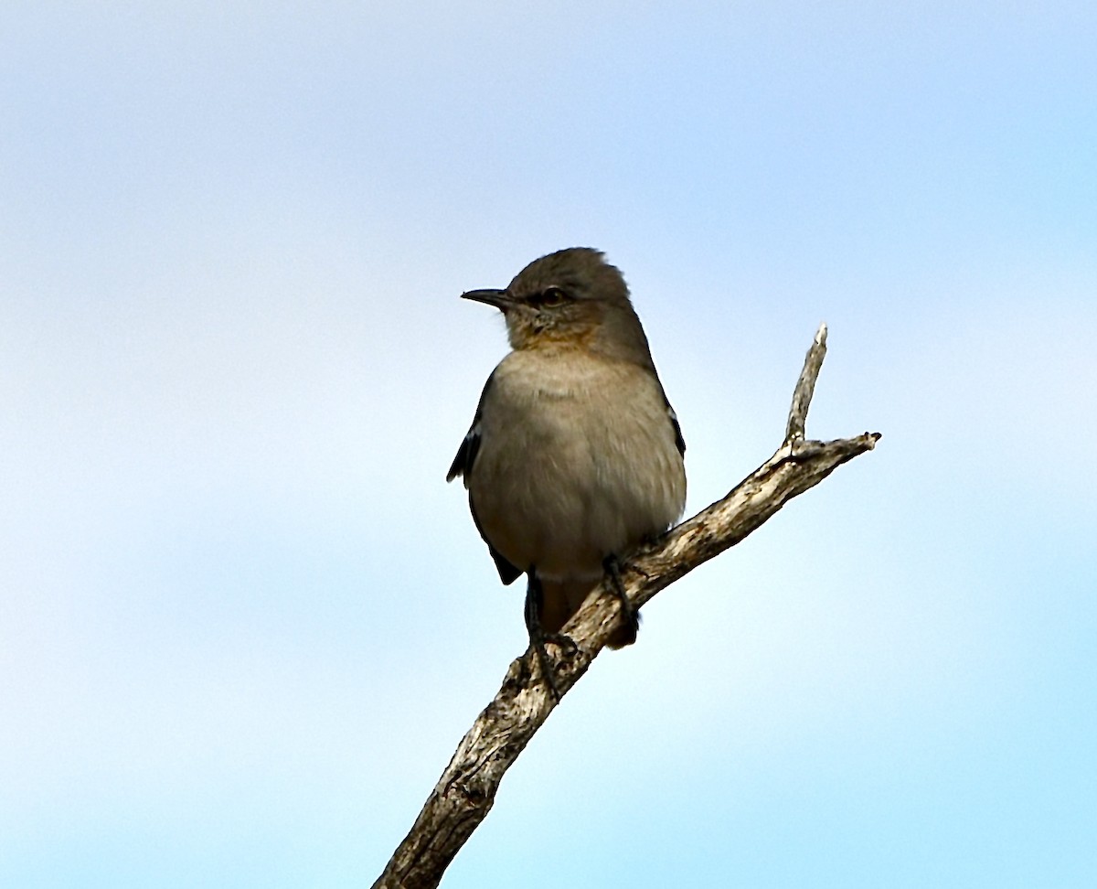 Mosquero Llanero - ML639720789