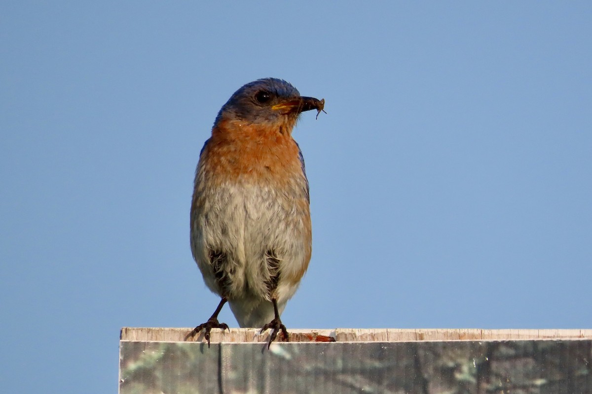 Eastern Bluebird - ML639720803