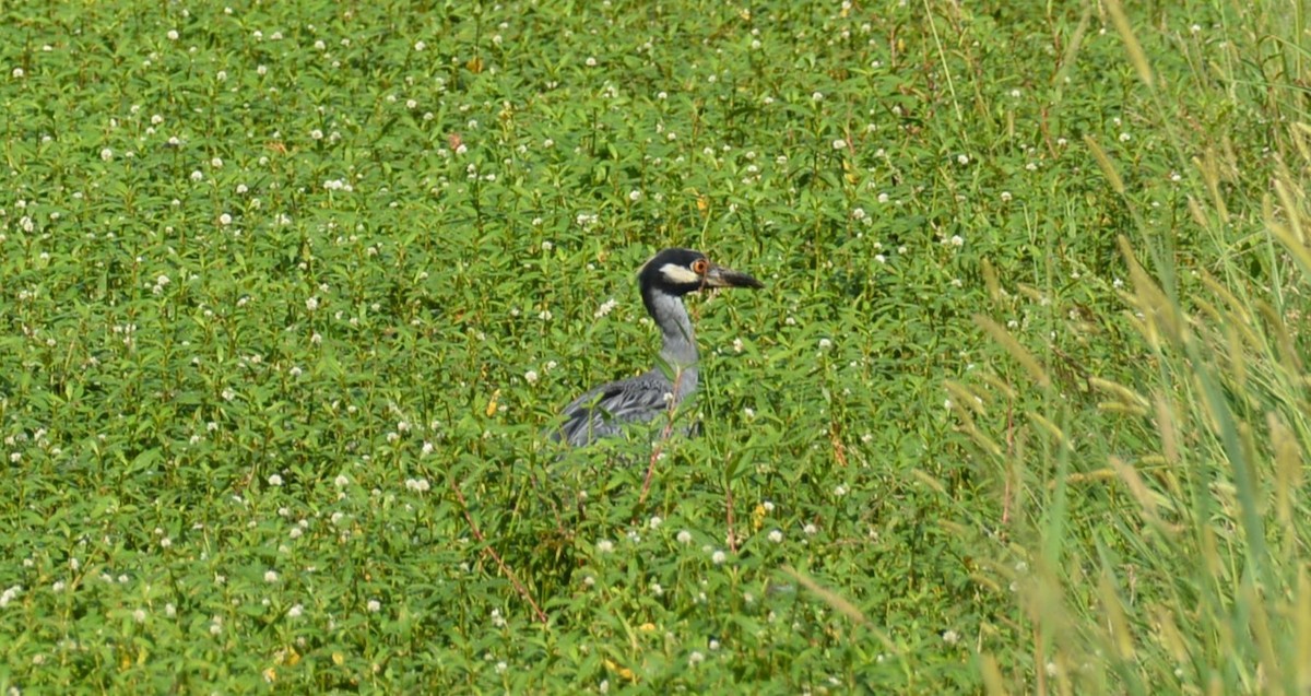Yellow-crowned Night Heron - ML639720806
