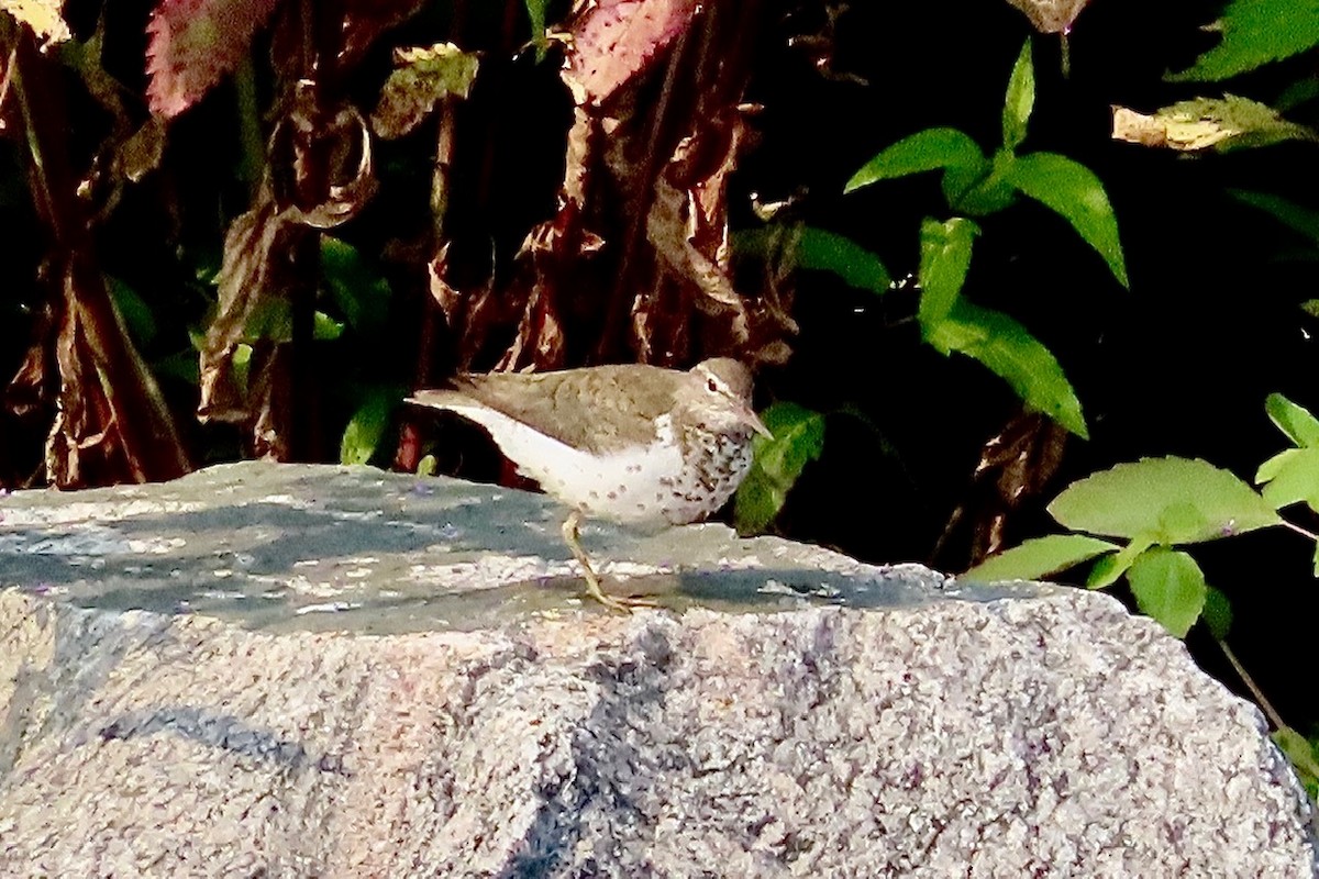 Spotted Sandpiper - ML639720823