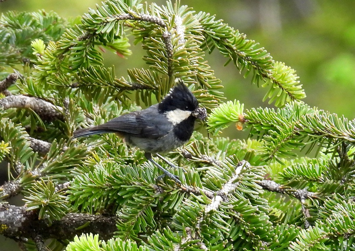 eBird Checklist - 8 Jul 2025 - Barkam, Aba CN-Sichuan 31.71232, 102. ...