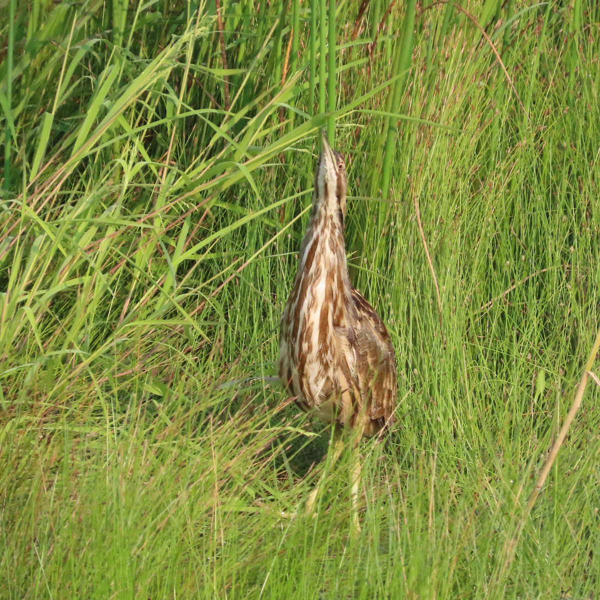 American Bittern - ML639720867